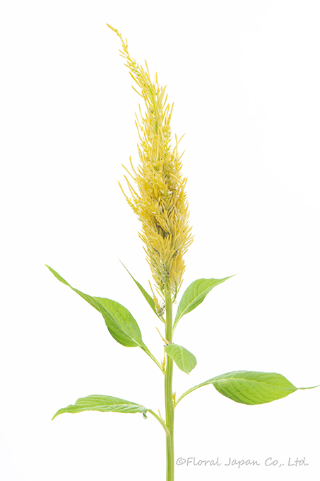 センチュリーイエロー