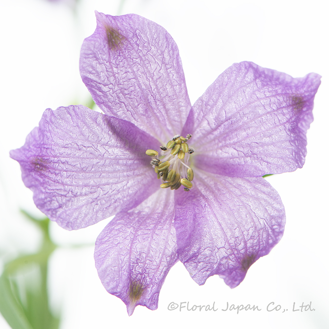 ラベンダーヒカリ