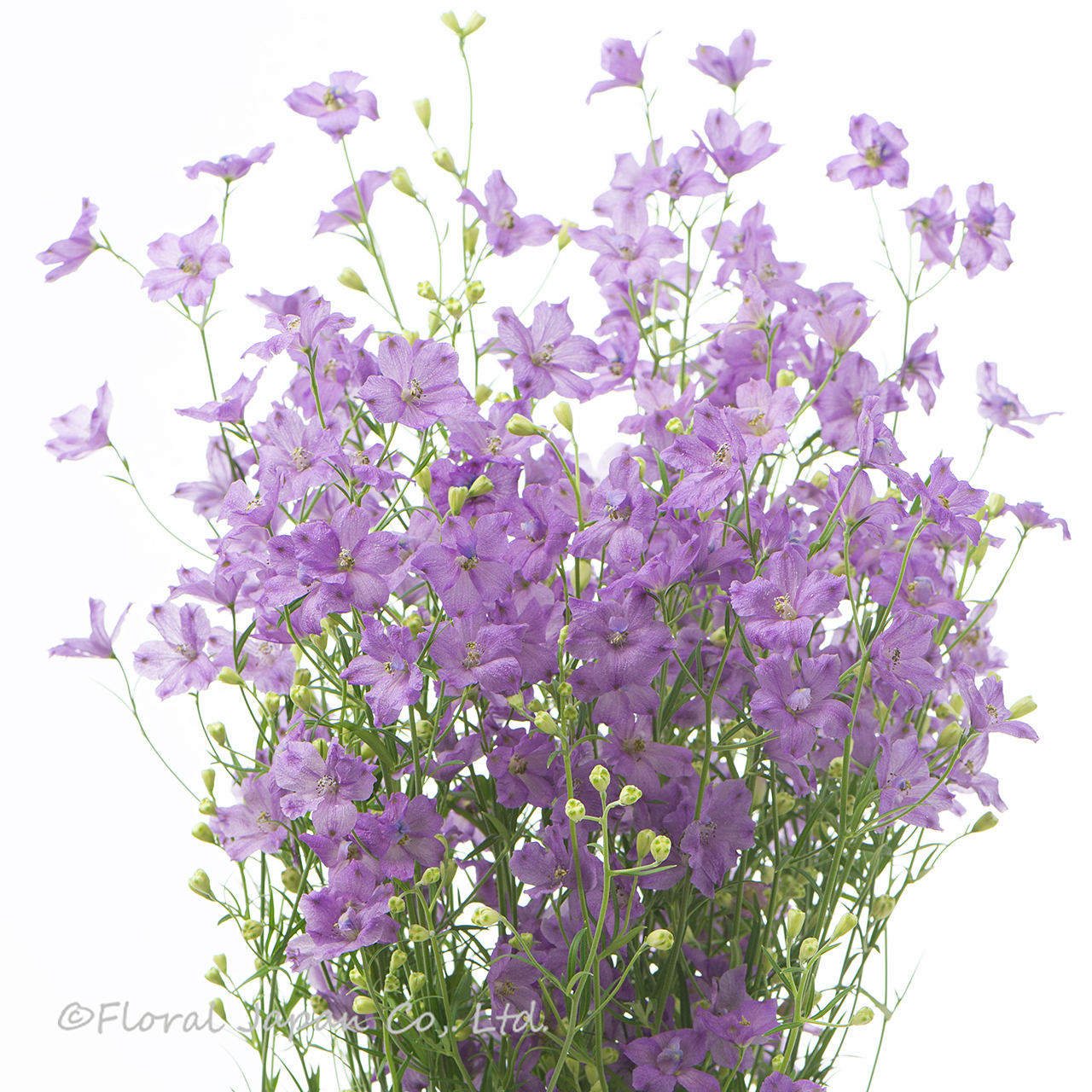 ラベンダーヒカリ