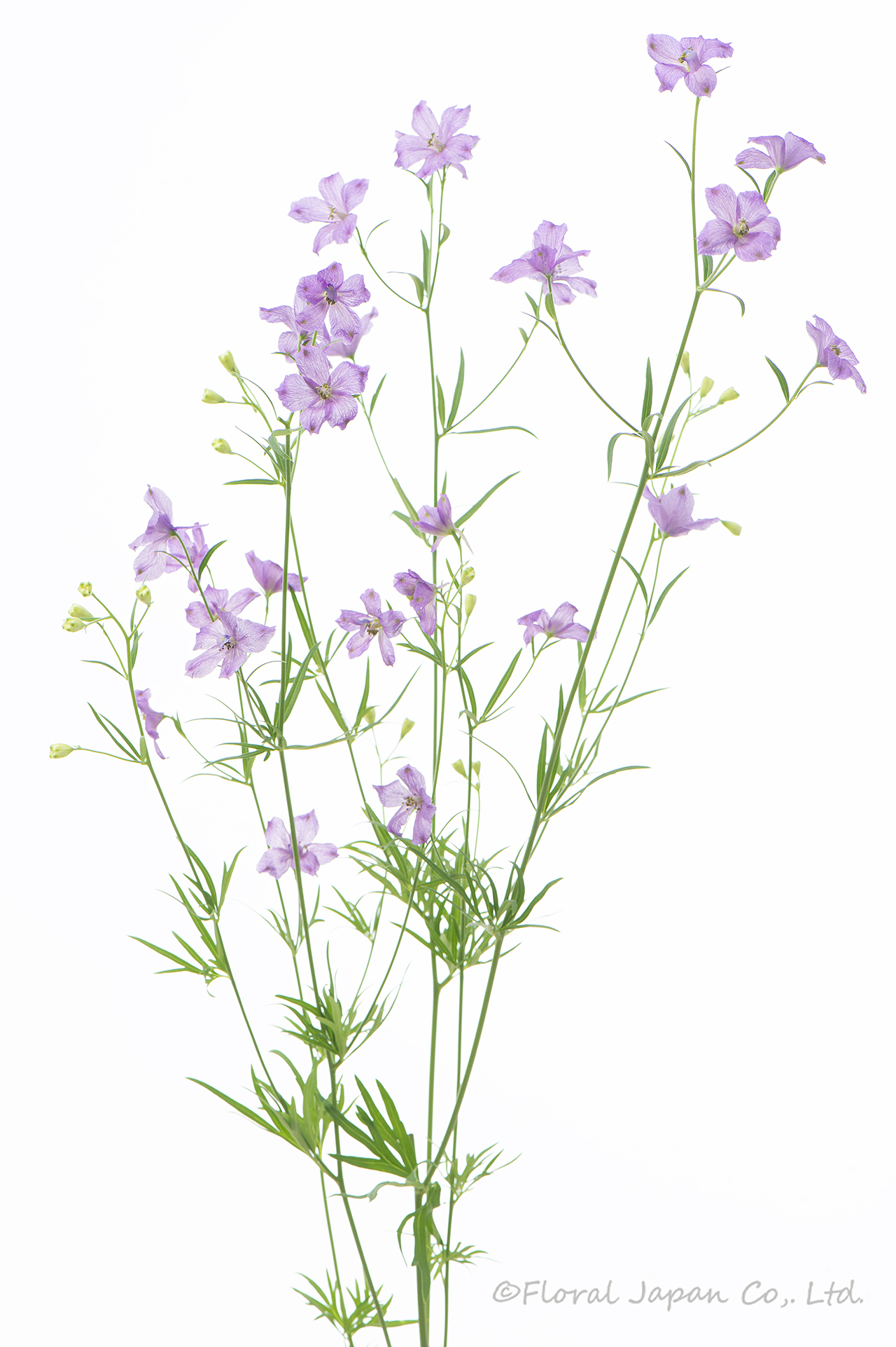 ラベンダーヒカリ