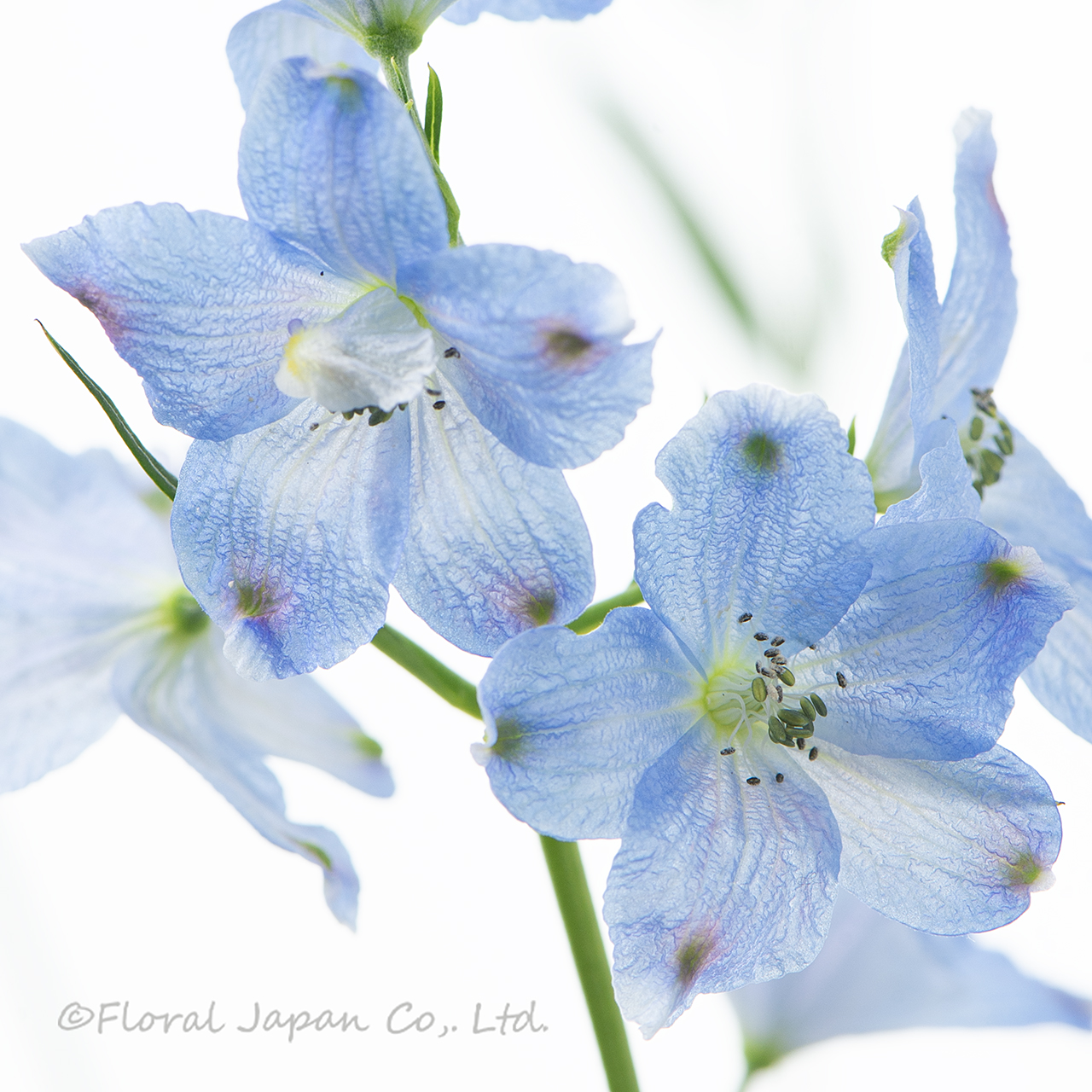 SPプラチナブルー