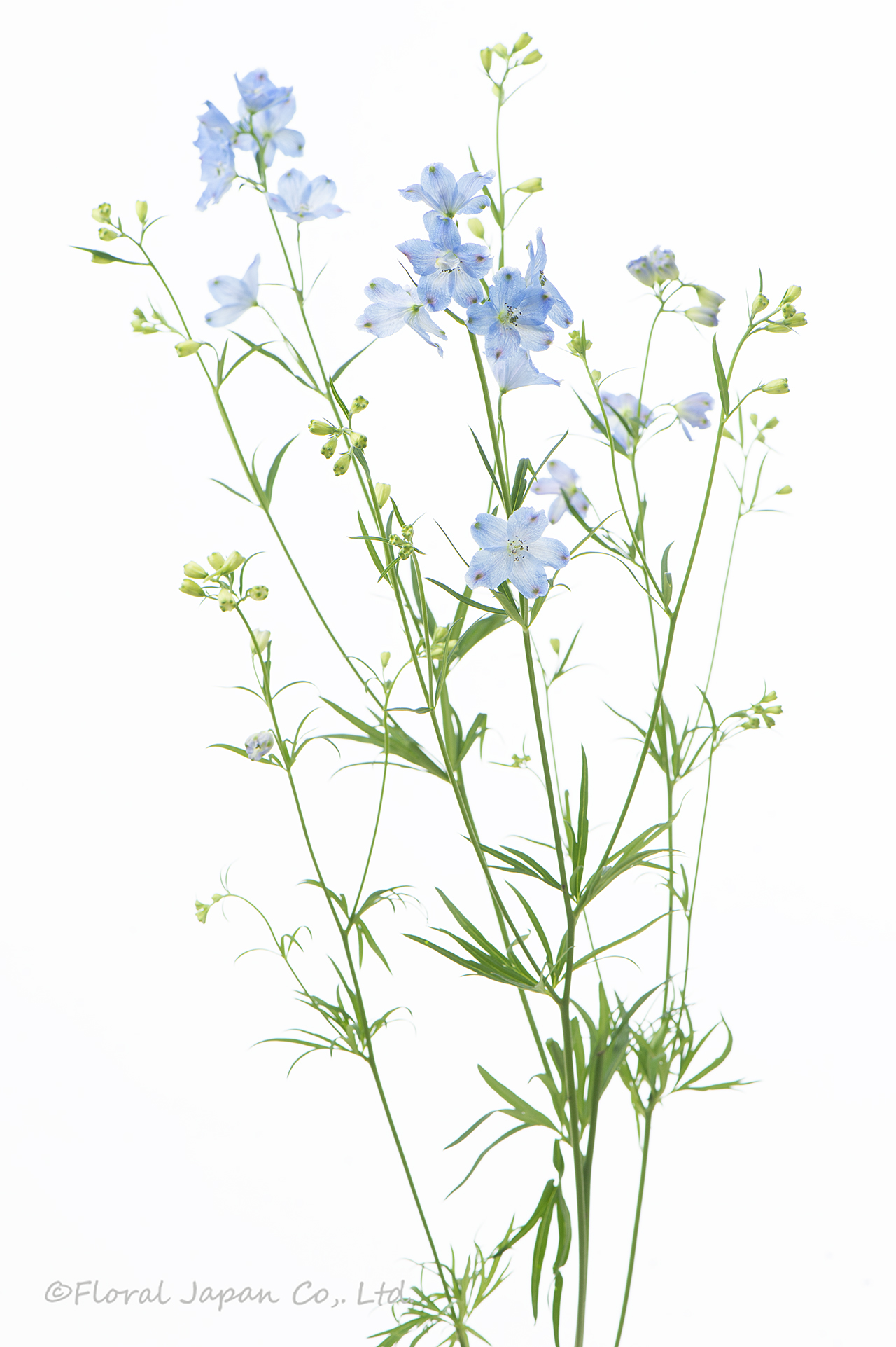 SPプラチナブルー