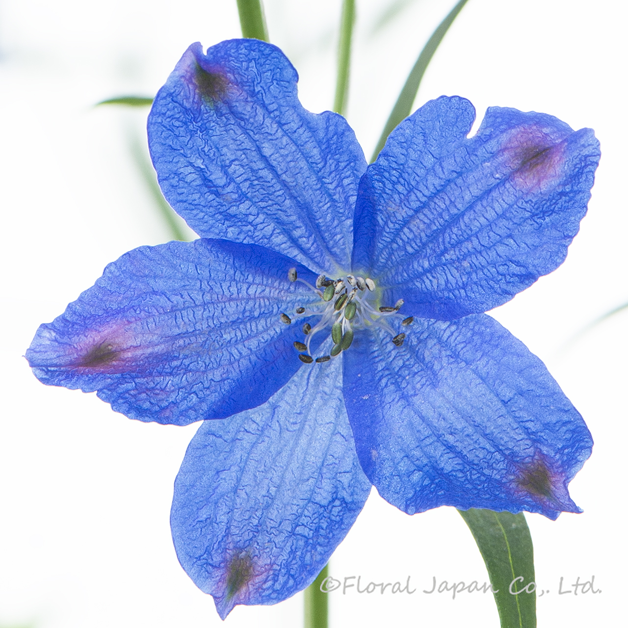 SPグランブルー