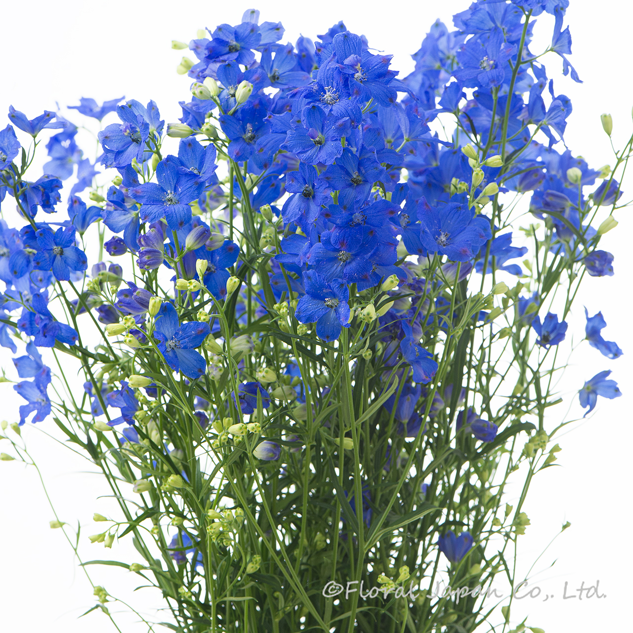 SPグランブルー