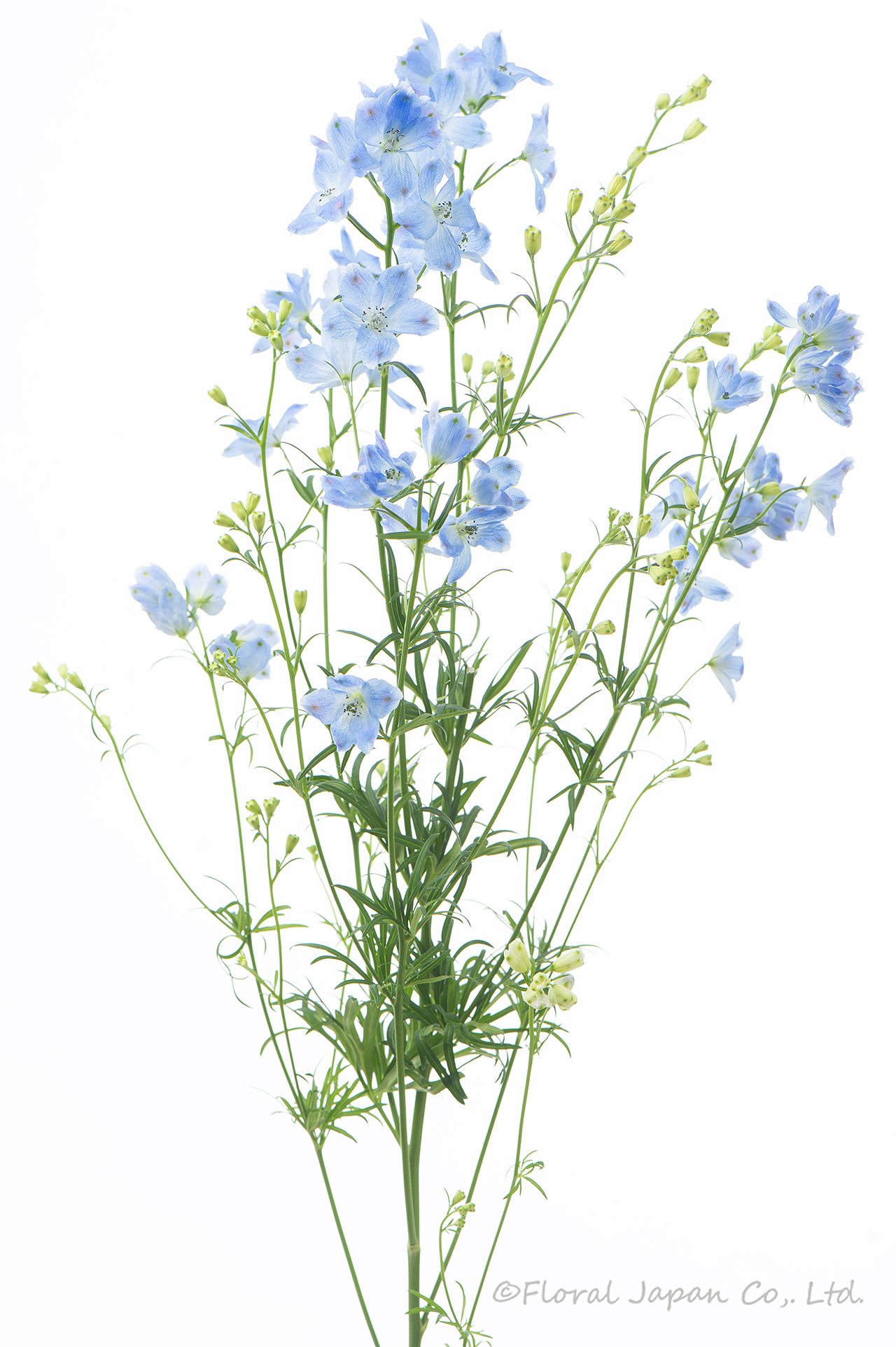 SPプラチナブルー