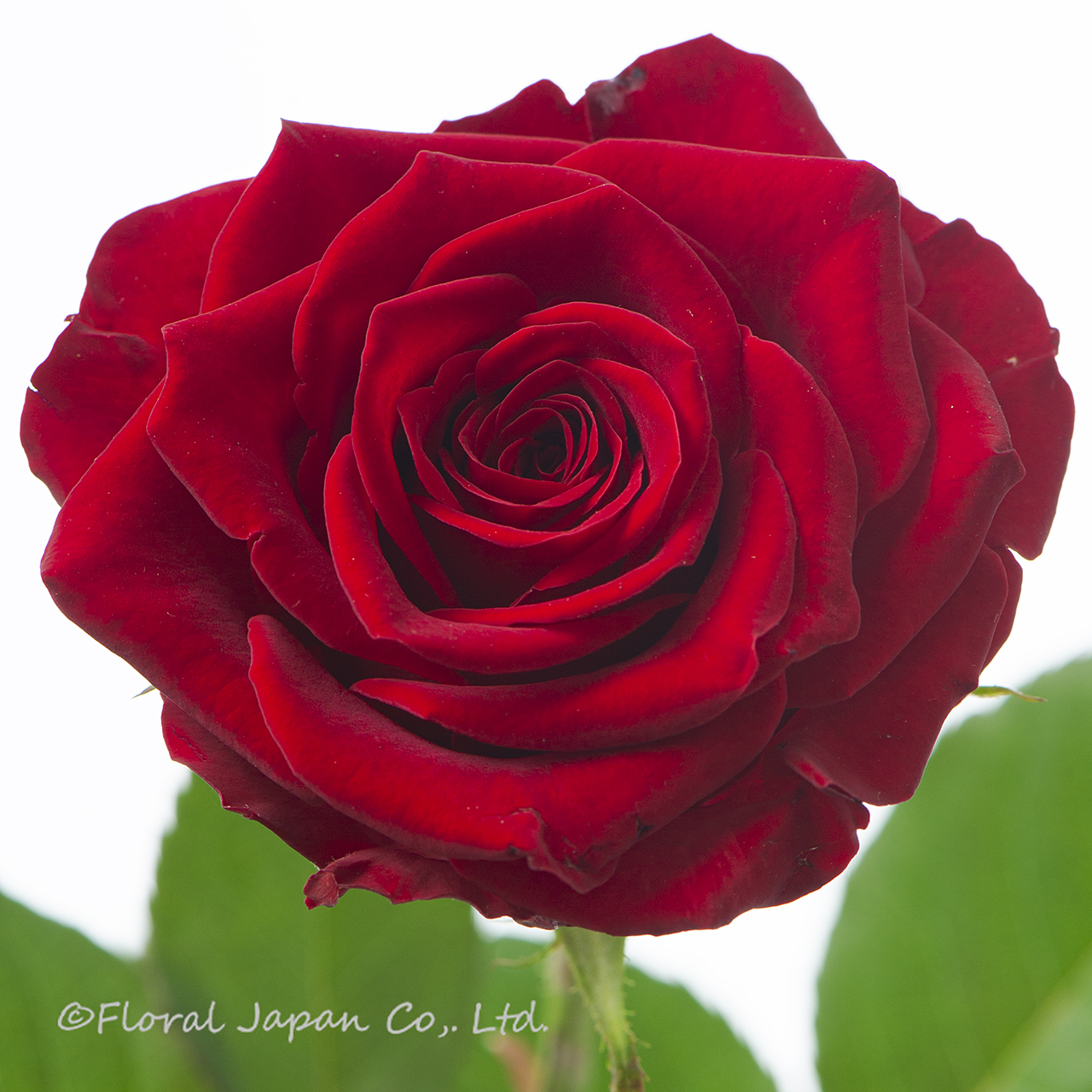 ヴァーミリオン+