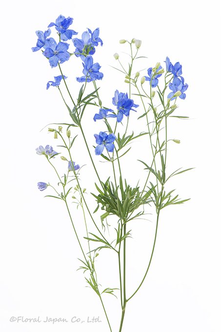 SPグランブルー