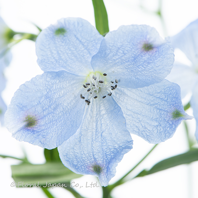 SPプラチナブルー