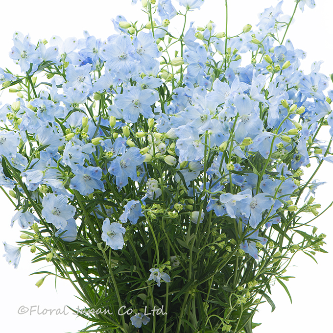 SPプラチナブルー