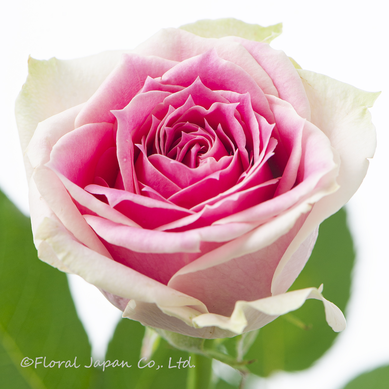 アムールトワレ