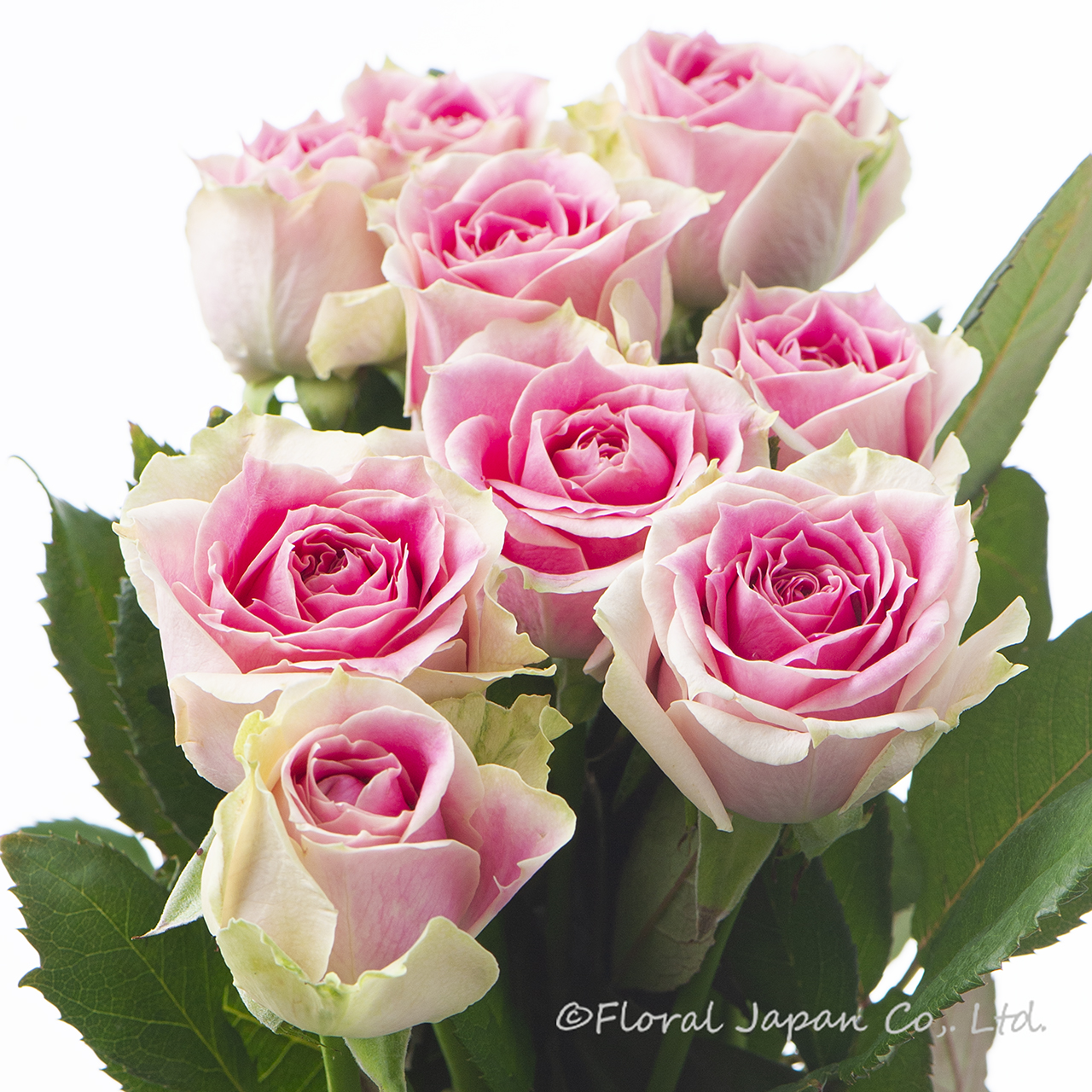 アムールトワレ