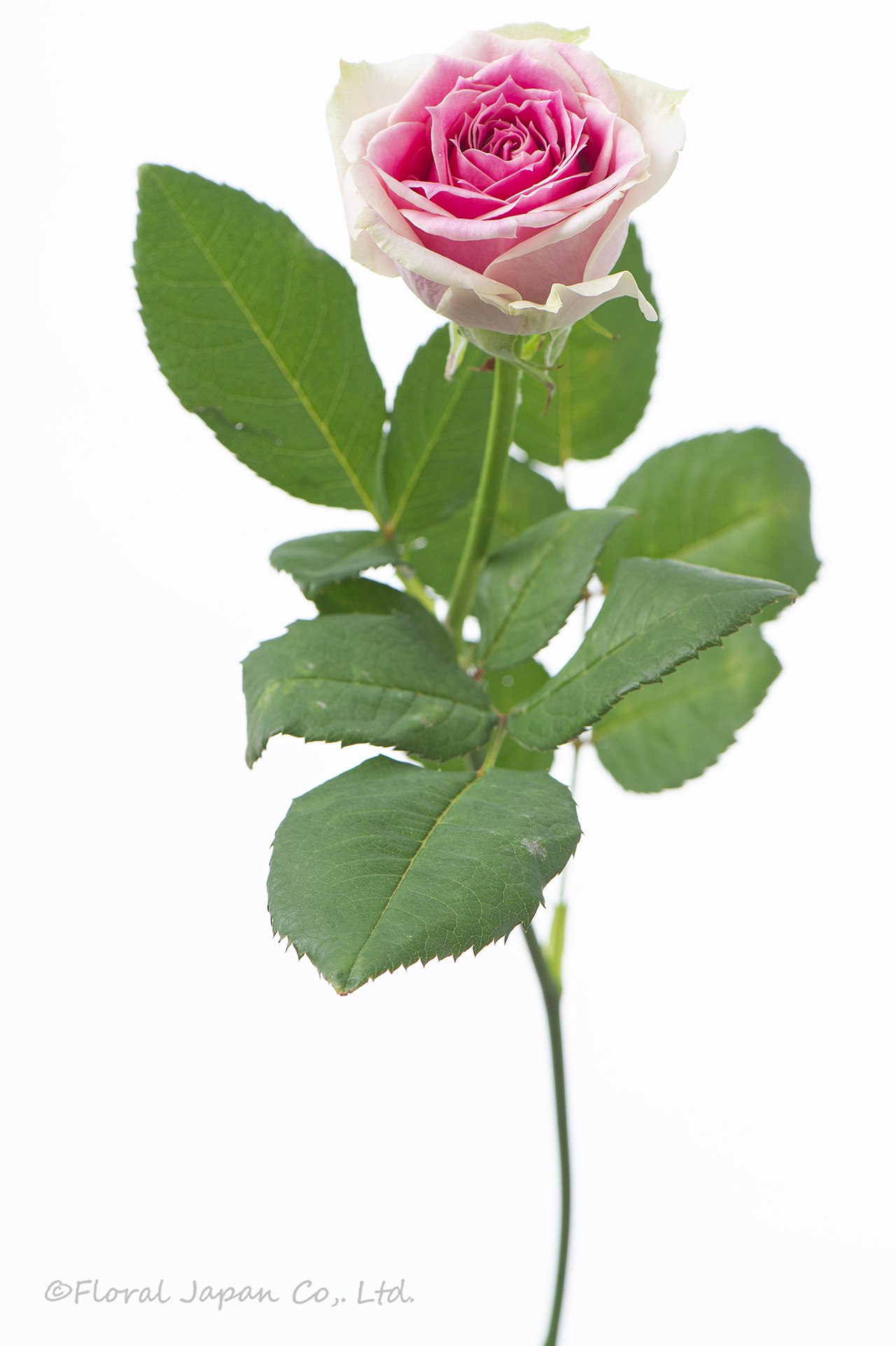 アムールトワレ