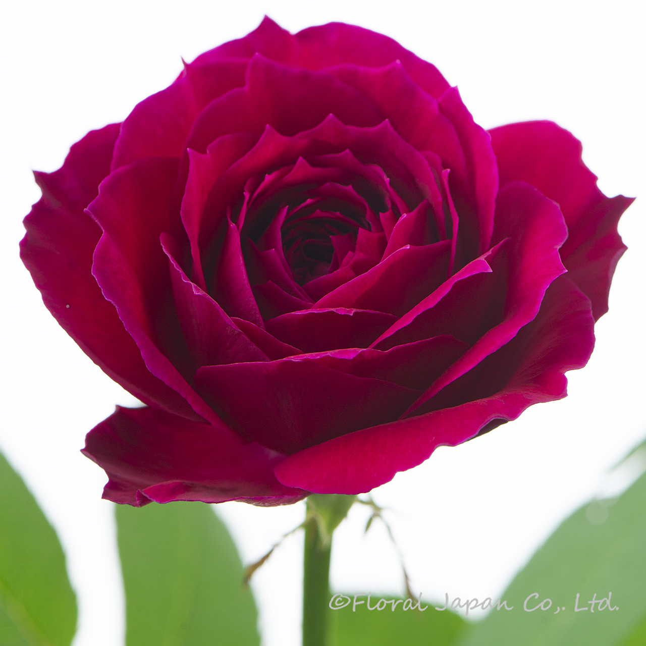 アートリークローズ