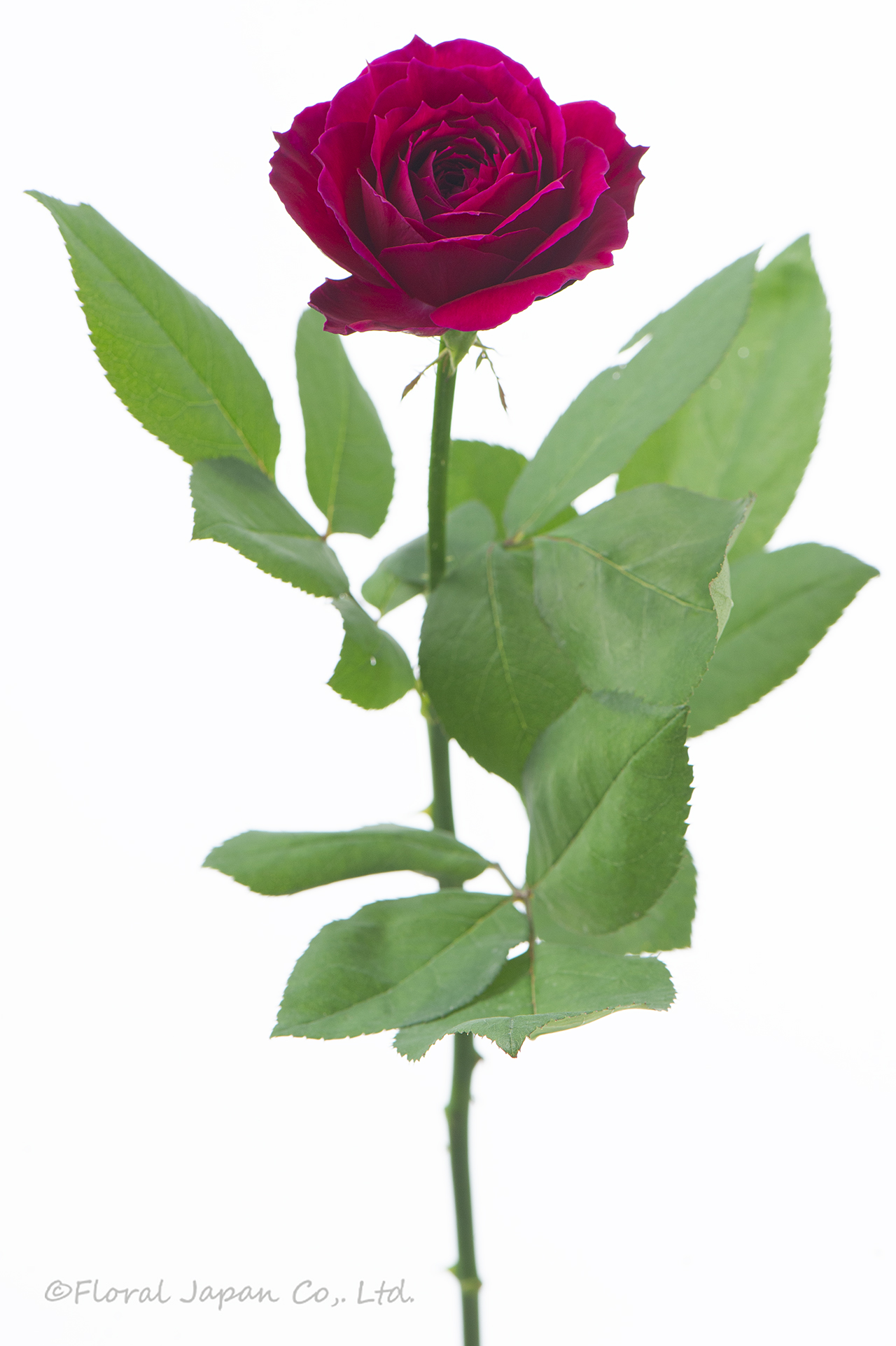 アートリークローズ