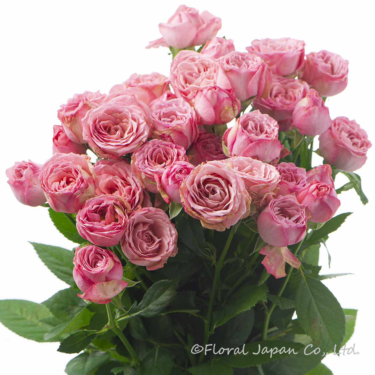 エクスペクテーション+