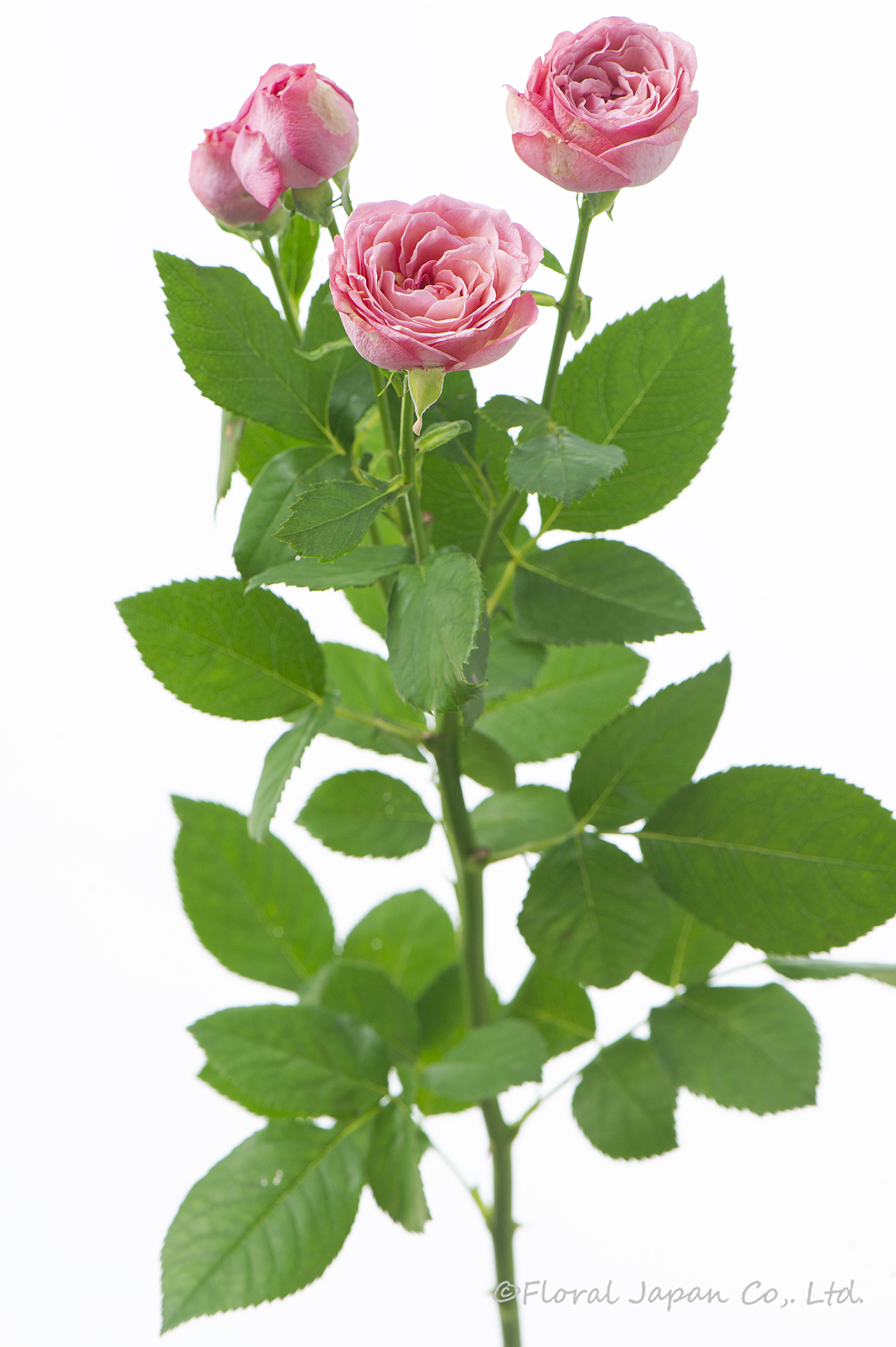 エクスペクテーション+