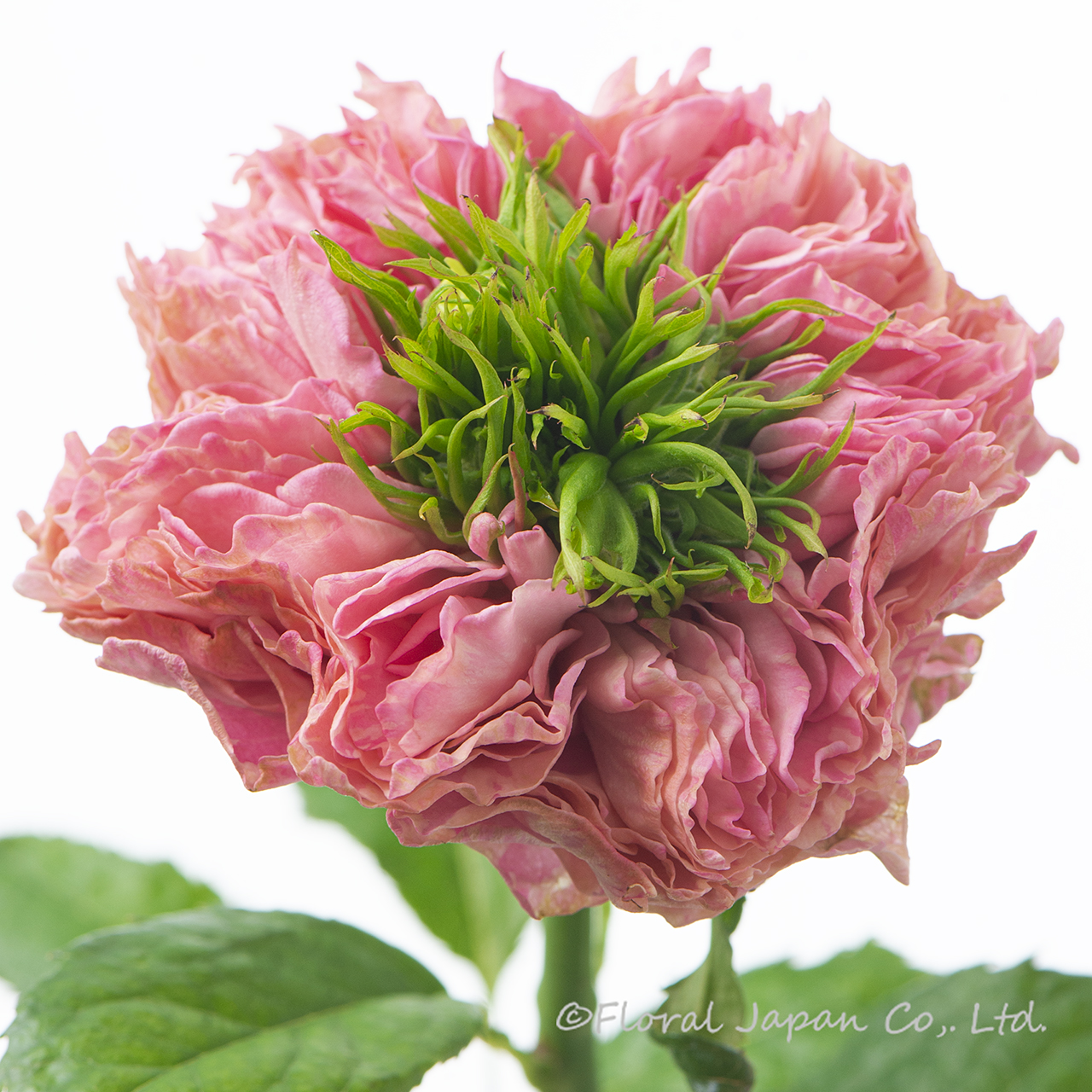 オール4キュート+