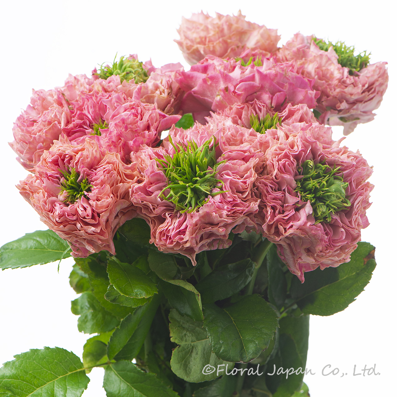 オール4キュート+