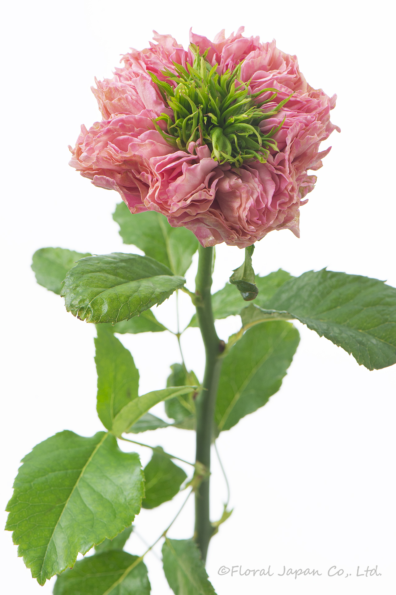 オール4キュート+