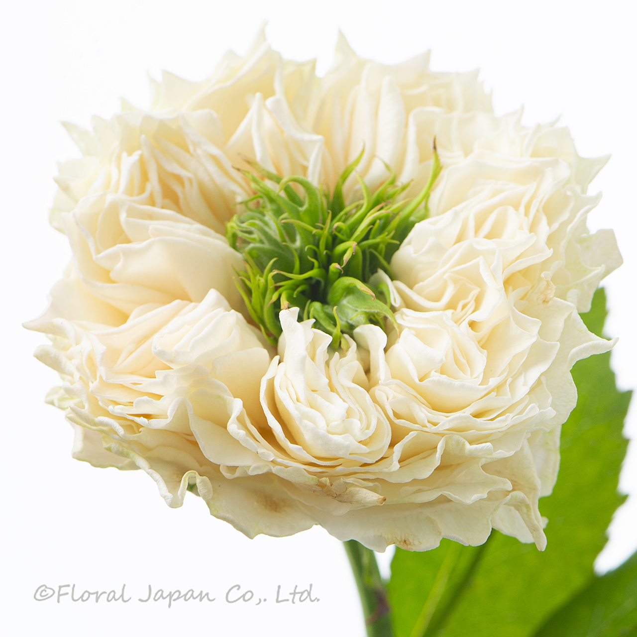 オール4キュートホワイト+