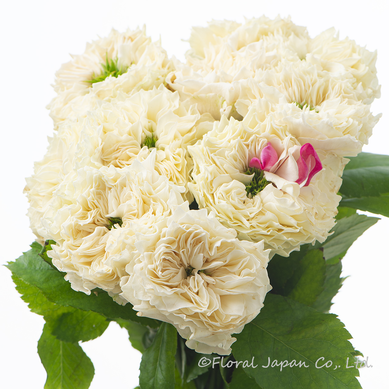 オール4キュートホワイト+