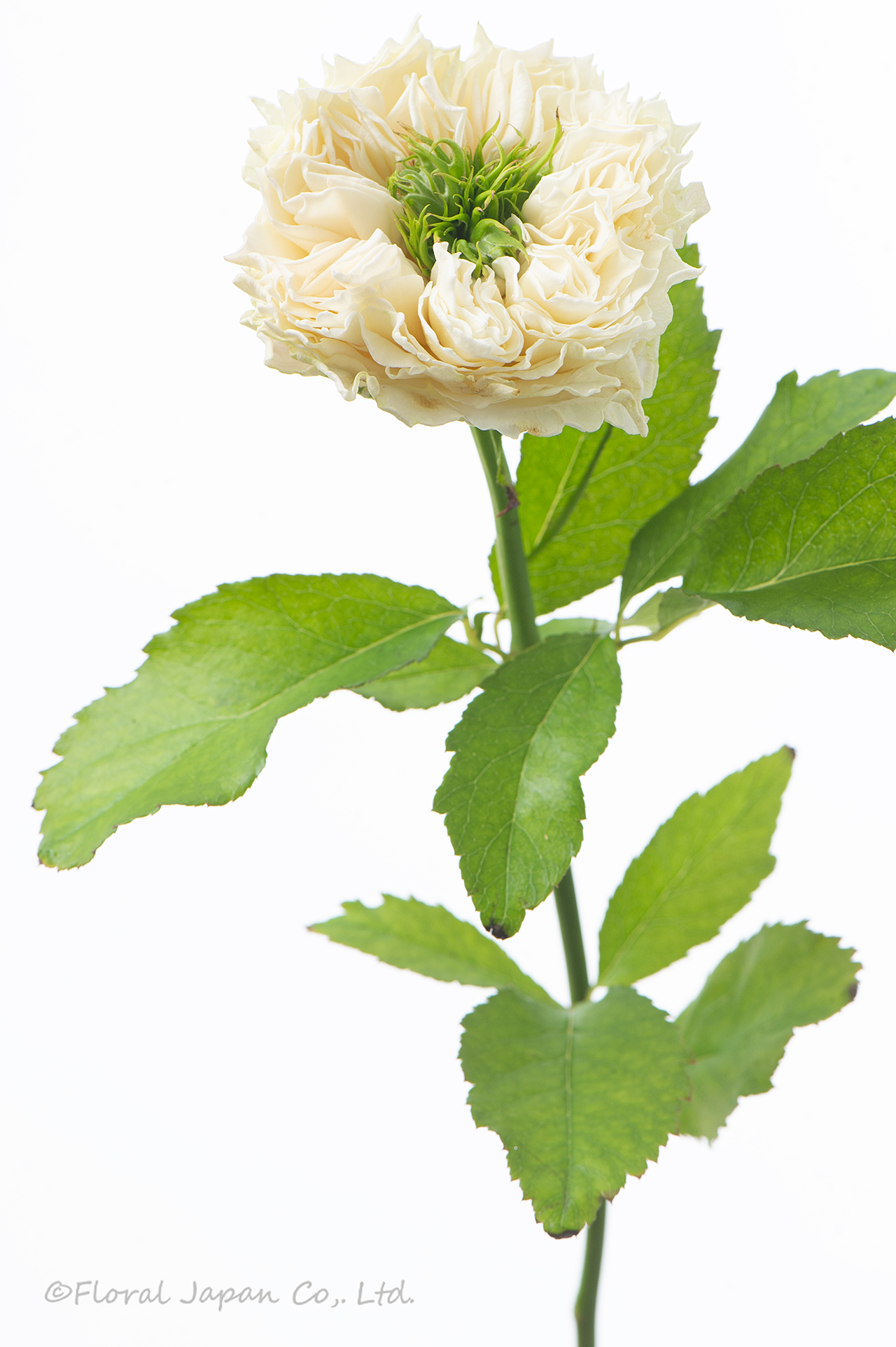 オール4キュートホワイト+