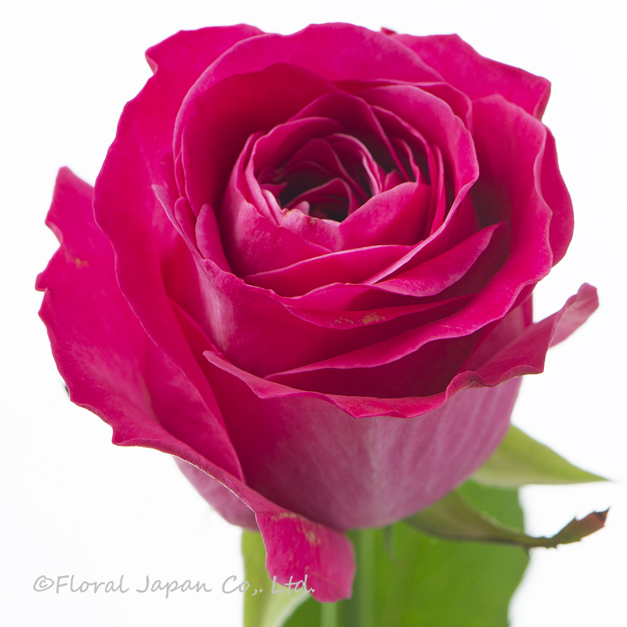 オール4ラブ+