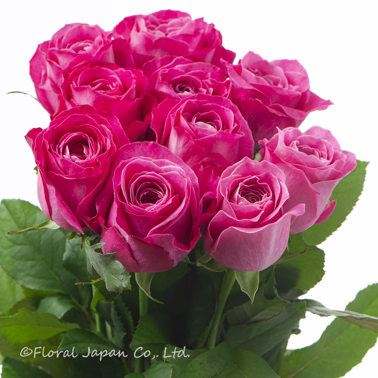 オール4ラブ+