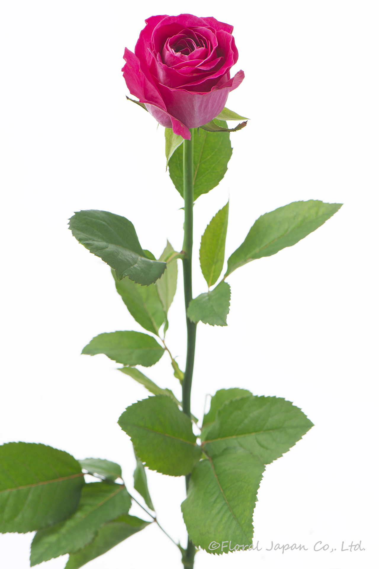 オール4ラブ+