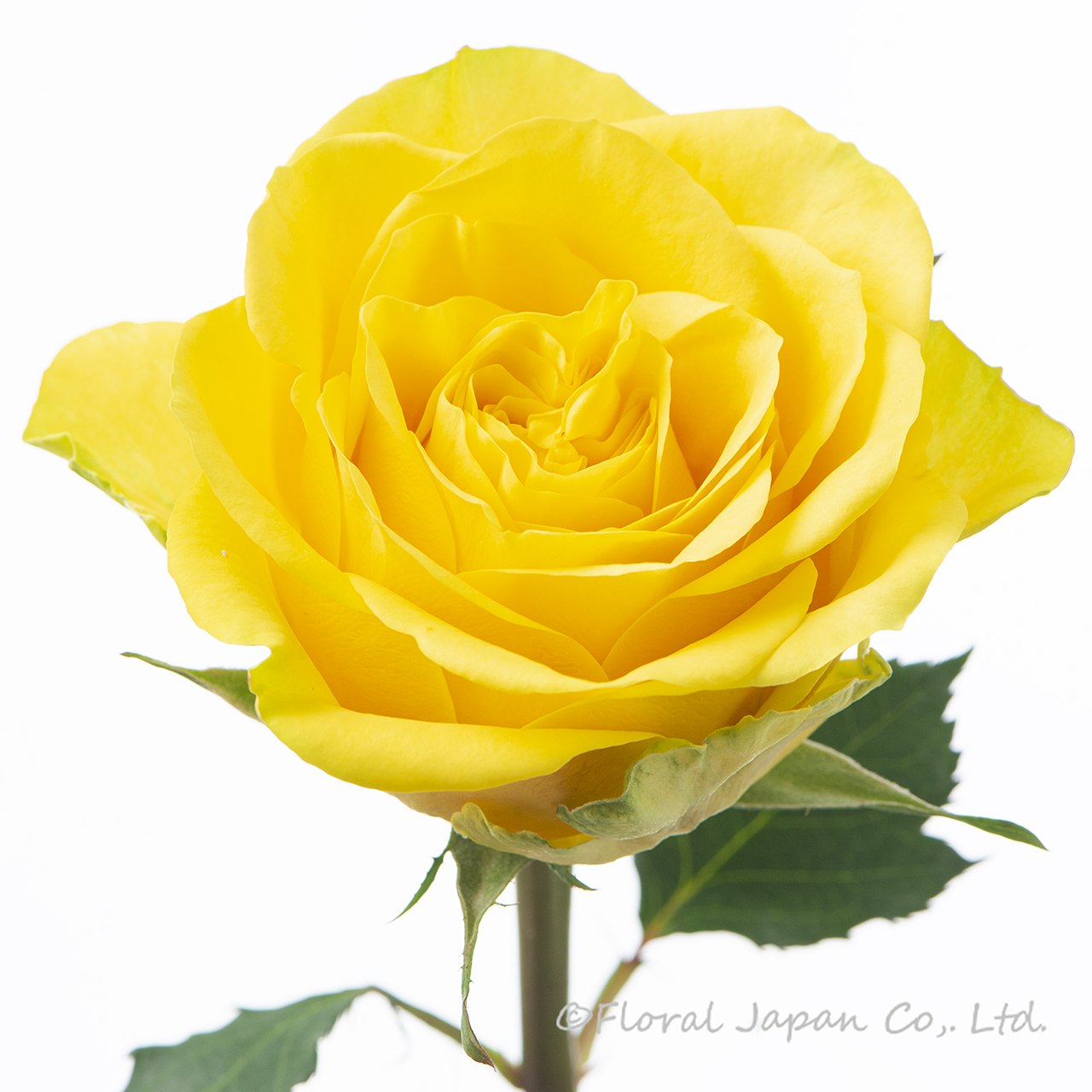 サンチェイサー