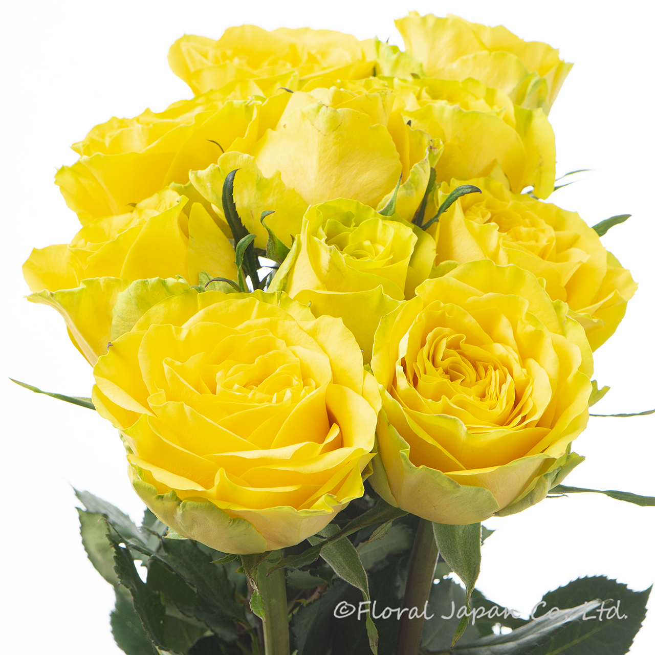 サンチェイサー