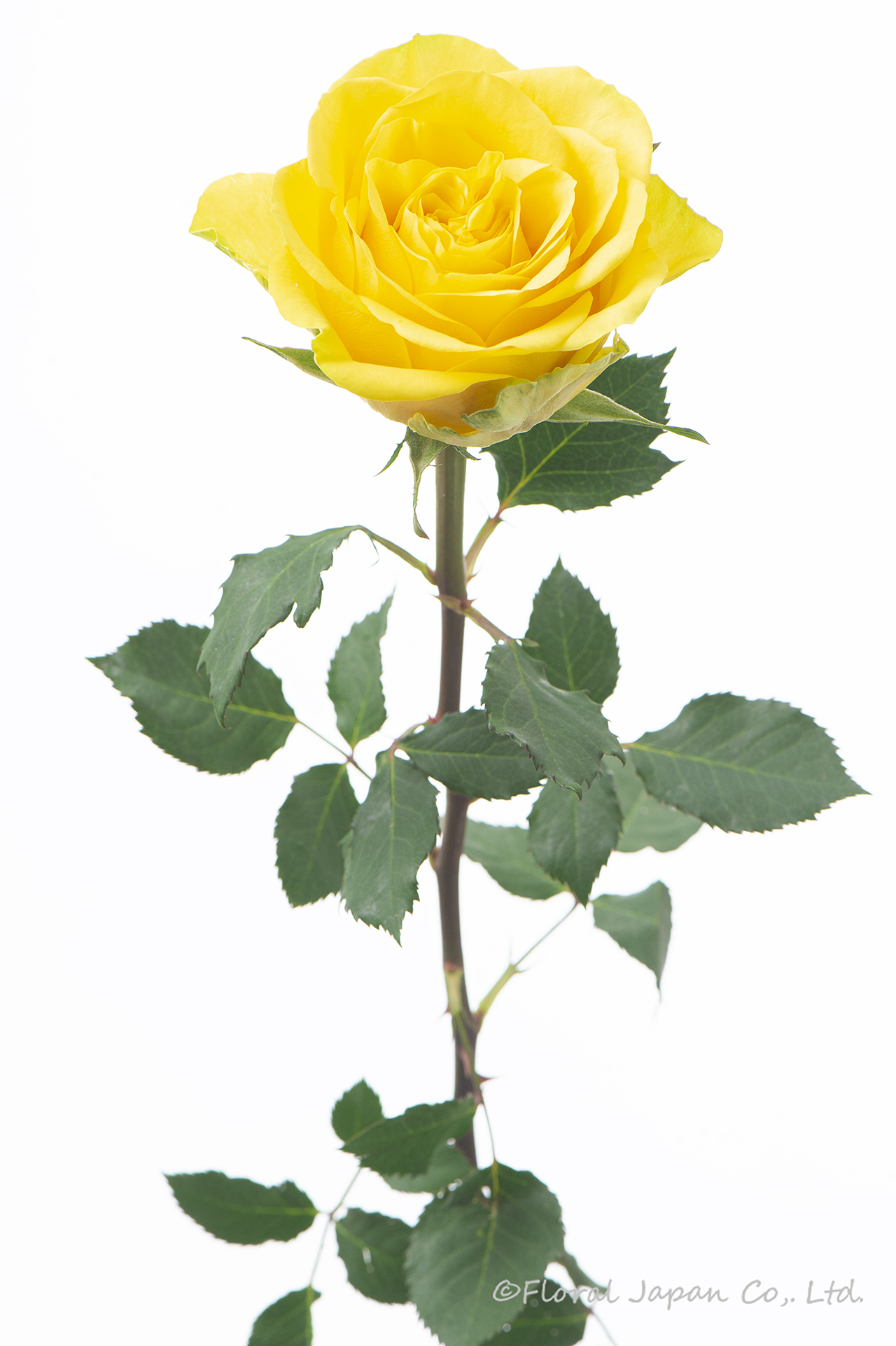 サンチェイサー