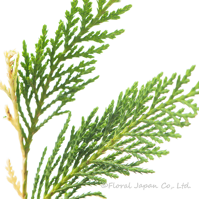 シルバーダスト