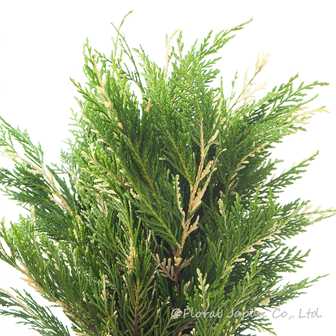 シルバーダスト