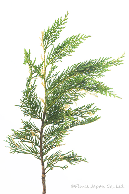 シルバーダスト