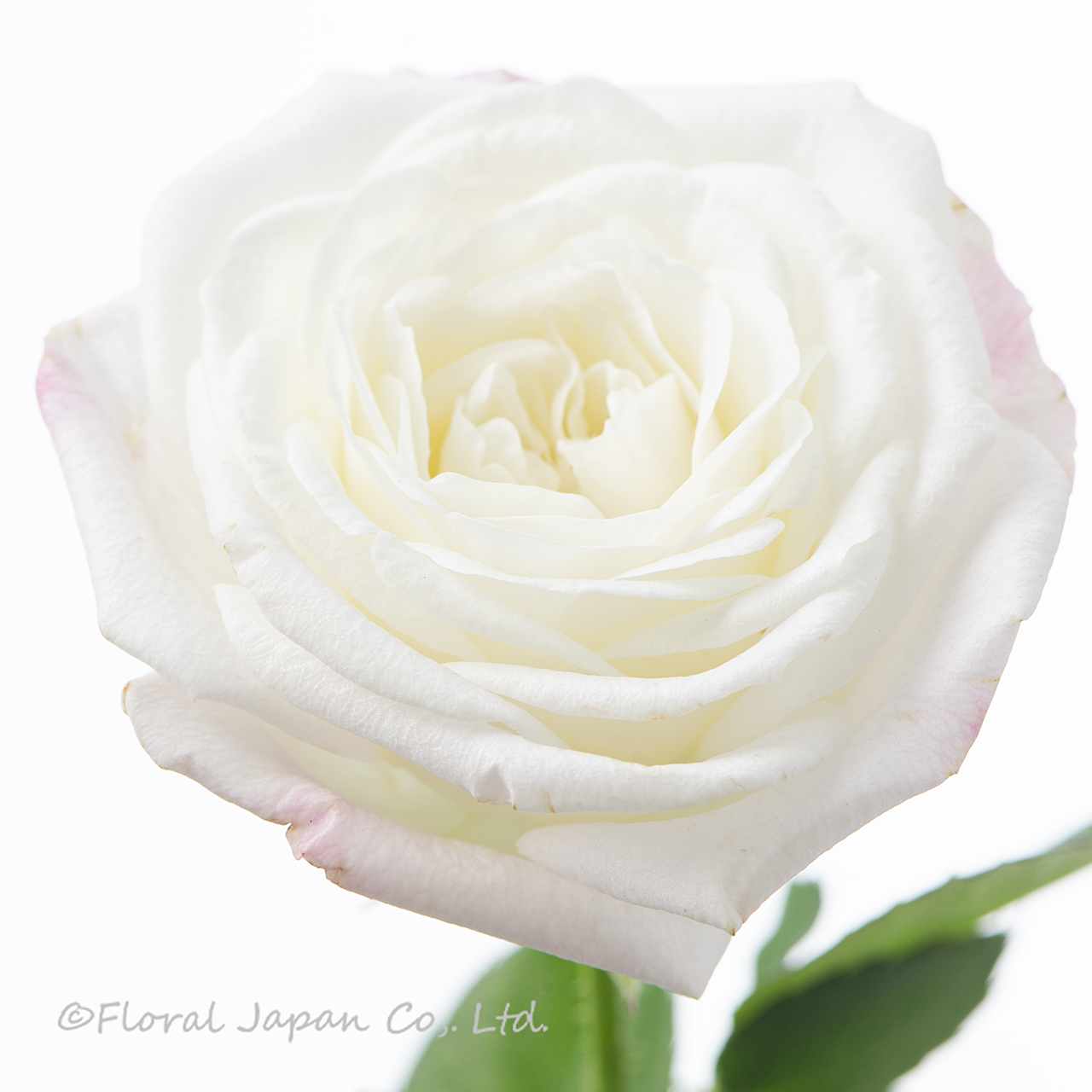 バリードット