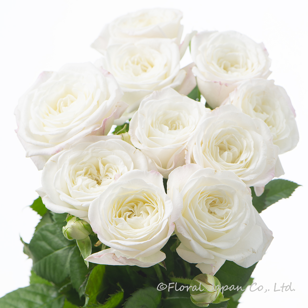 バリードット