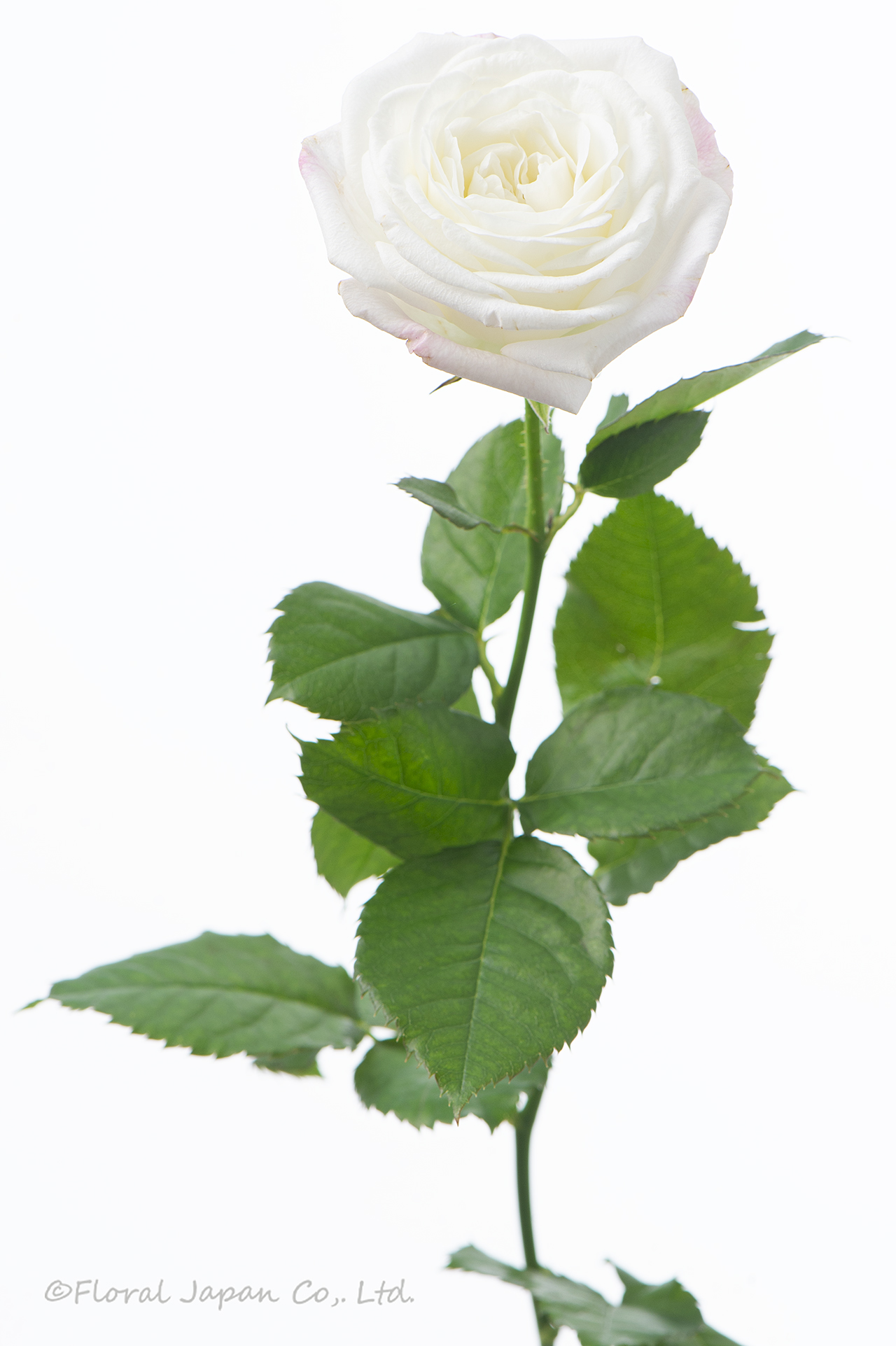 バリードット