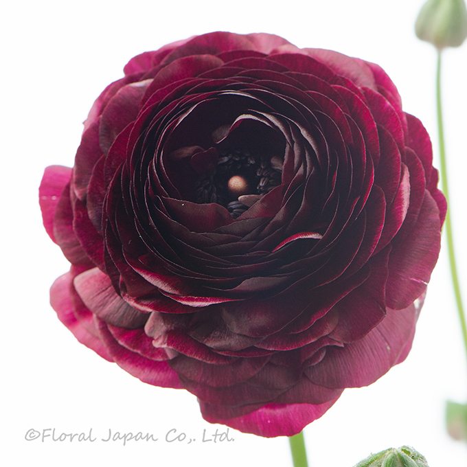 ブラックジャック