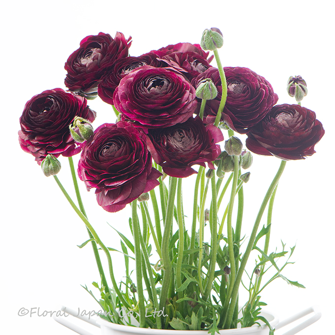 ブラックジャック