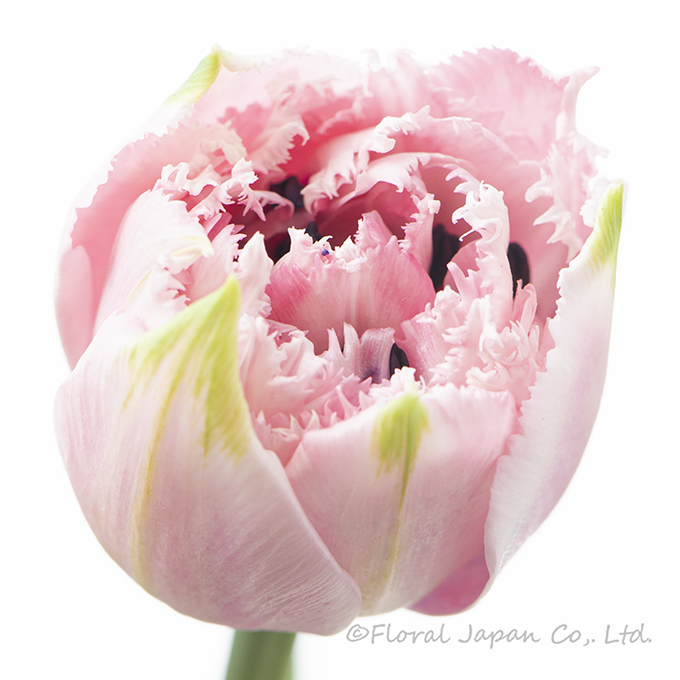 シュガークリスタル