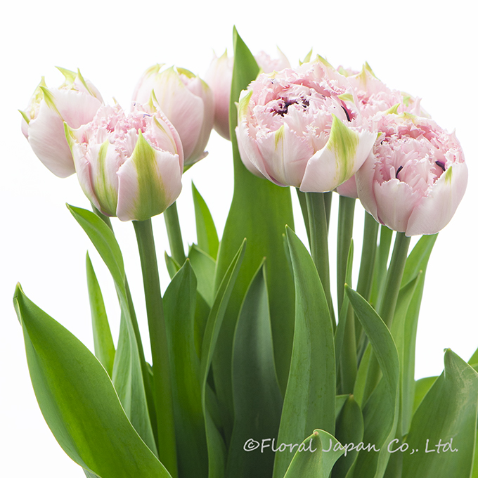 シュガークリスタル