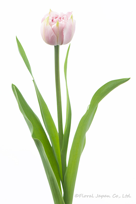 シュガークリスタル