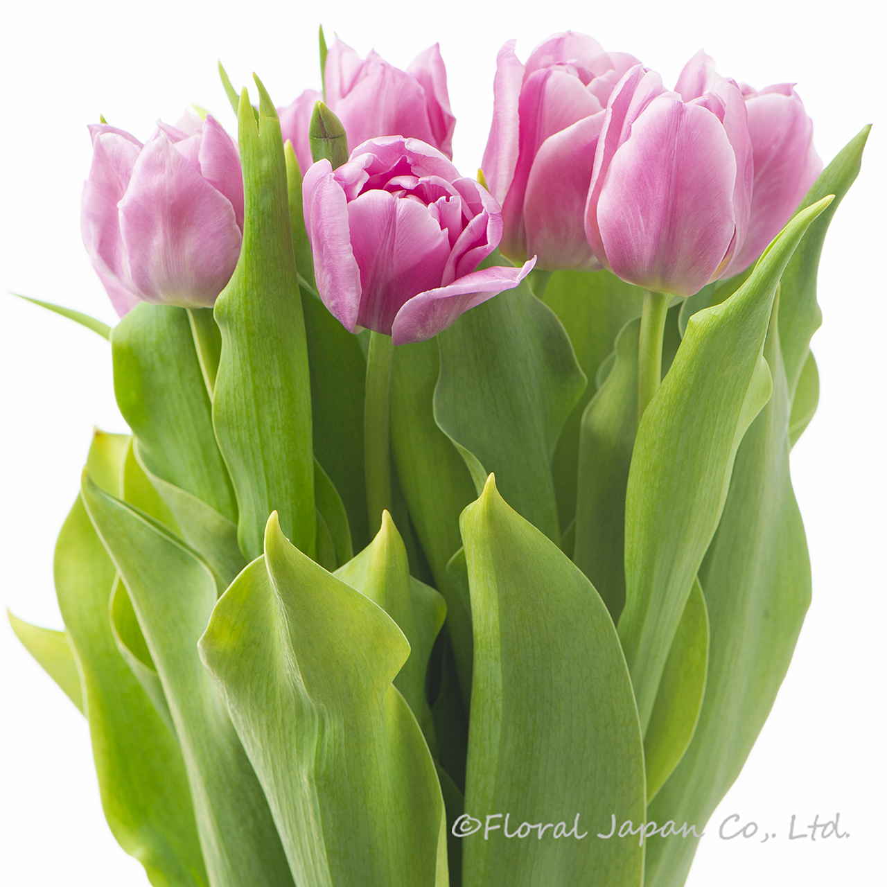 ダブルプリンセス