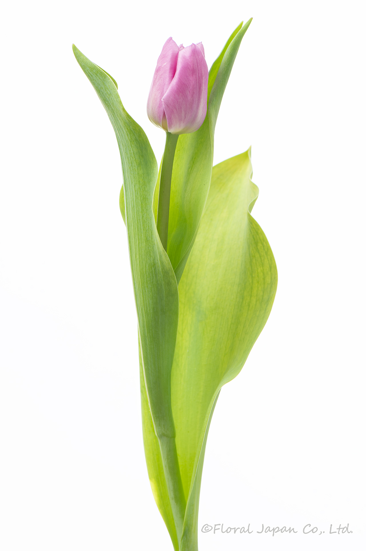 ダブルプリンセス