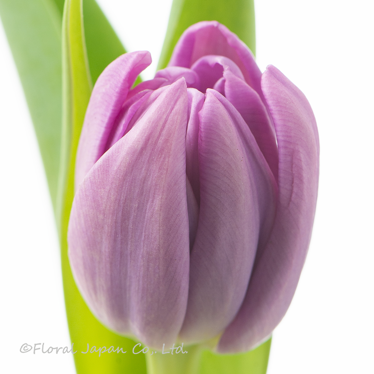 パープルスカイ