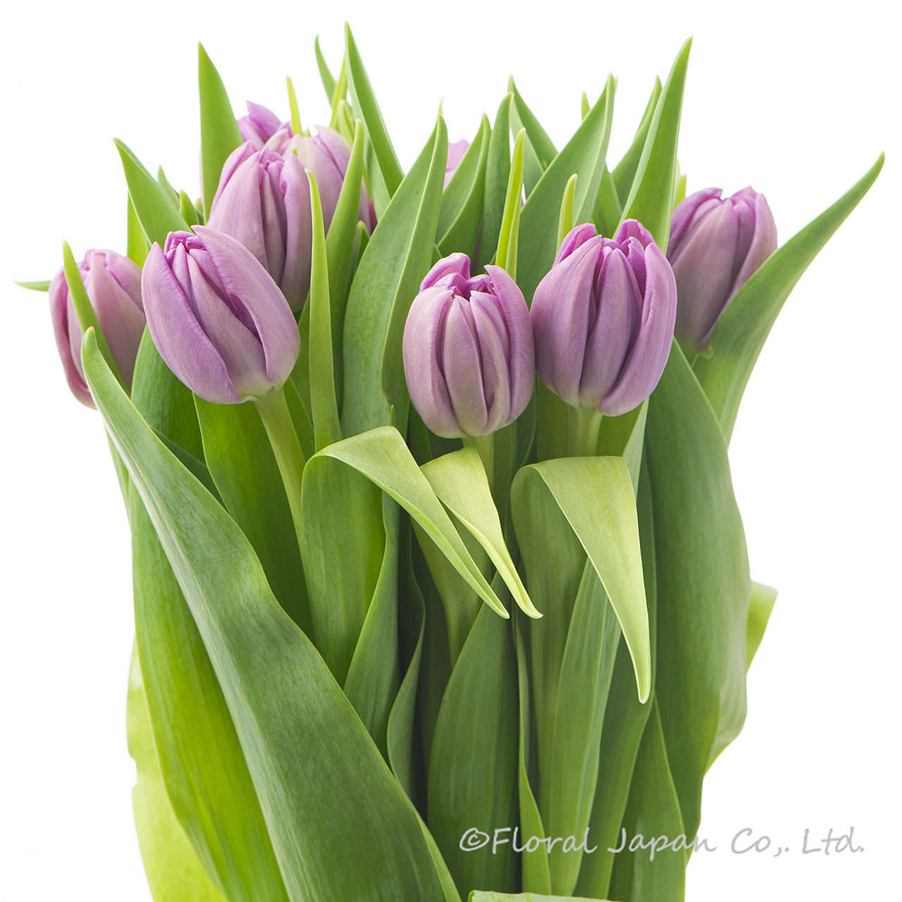 パープルスカイ