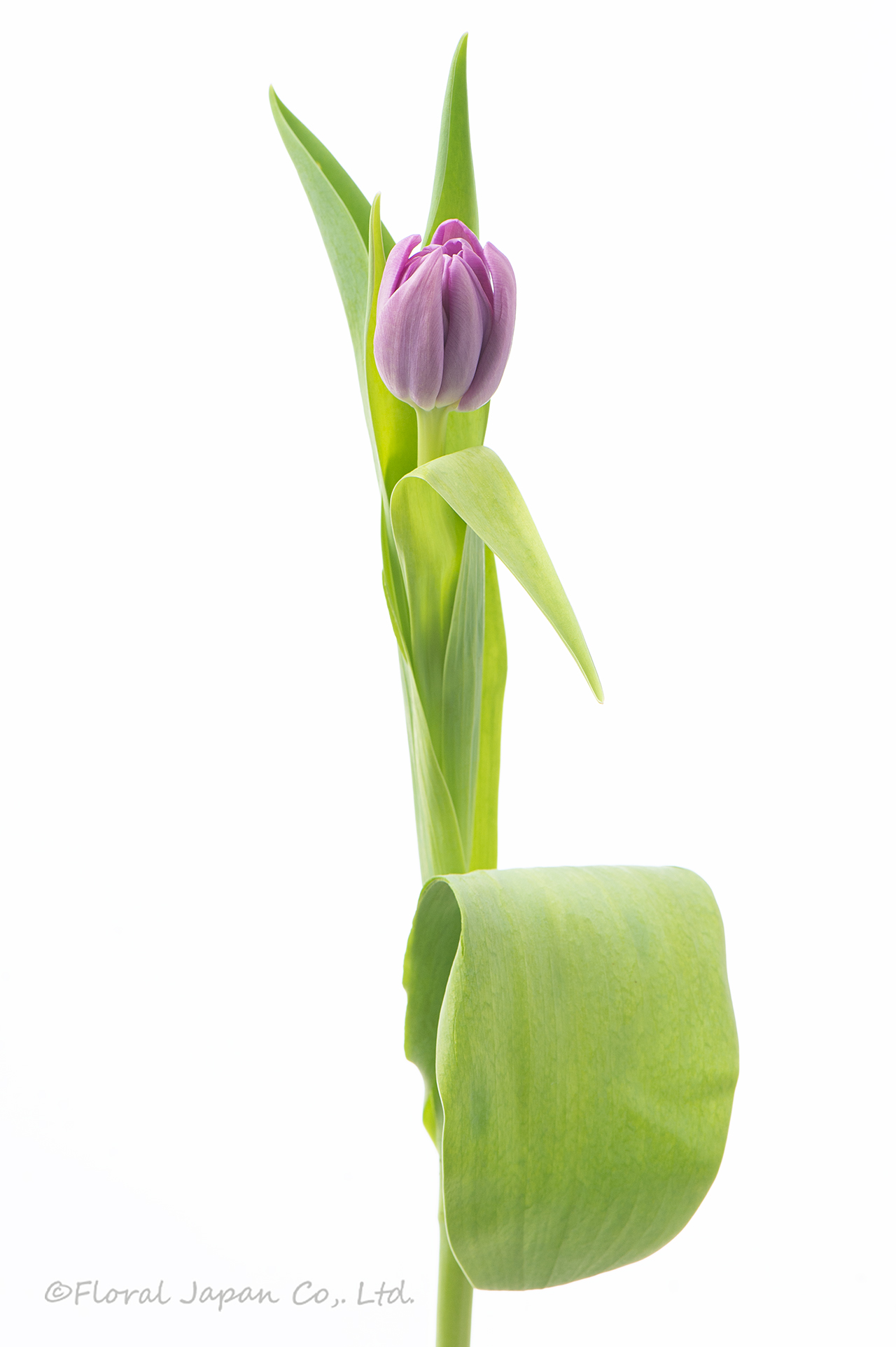 パープルスカイ