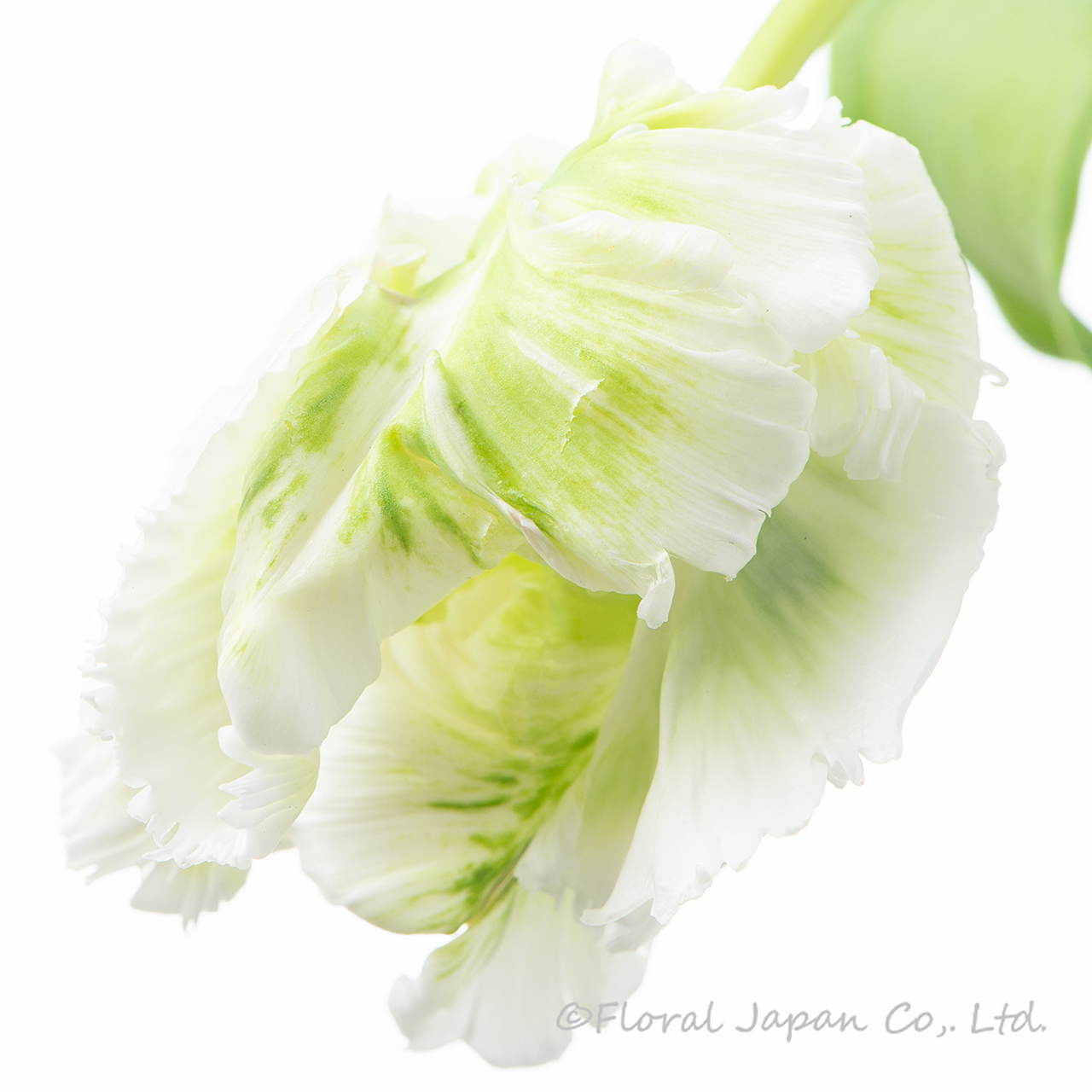 スーパーパーロット