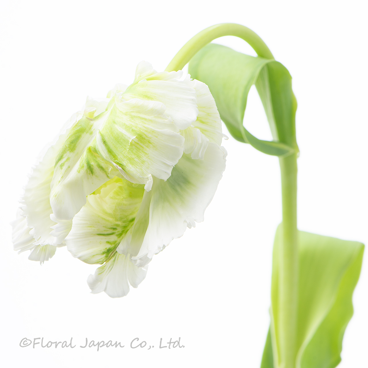 スーパーパーロット